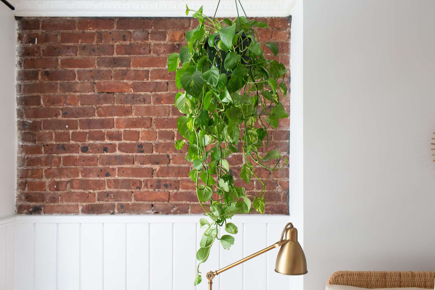 Golden pothos plant hanging from ceiling in from brick wall and above gold lamp