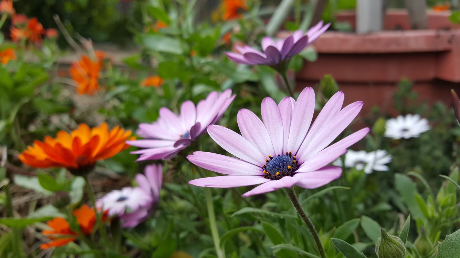 afrikanische Gänseblümchen