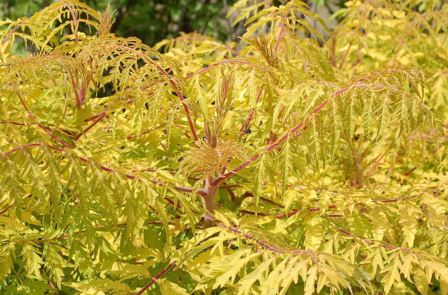 Tiger eyes with sumac color