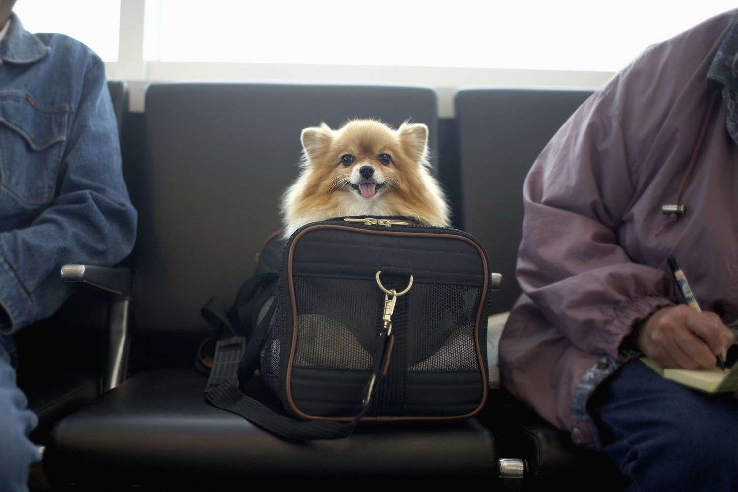 Pomeranian dog in travel bag