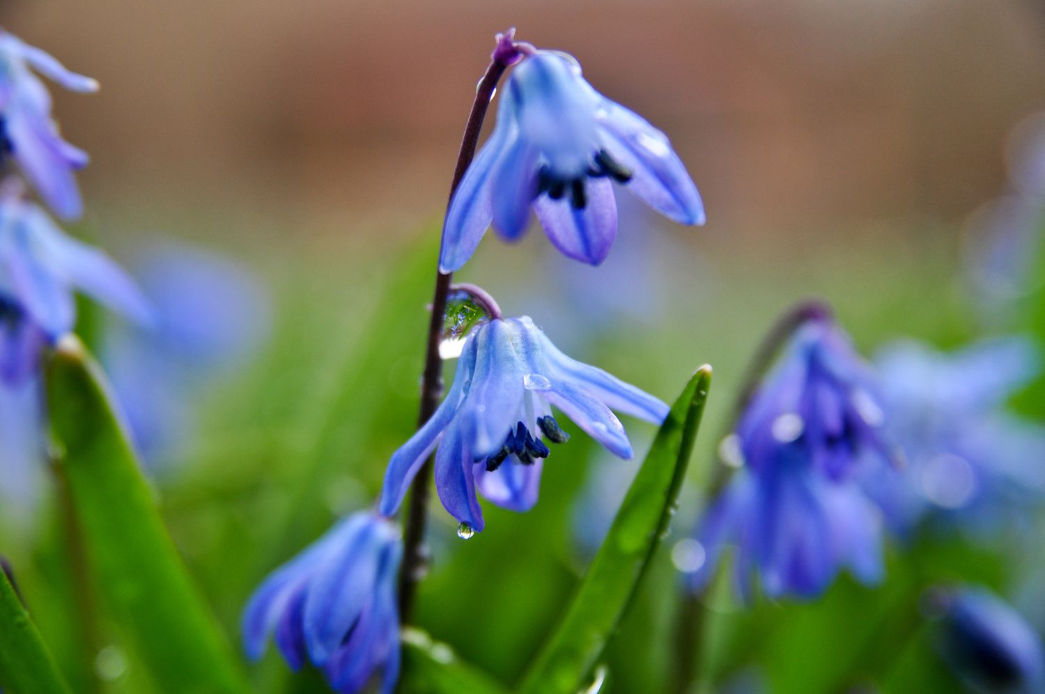 Siberain Squill Bulbs