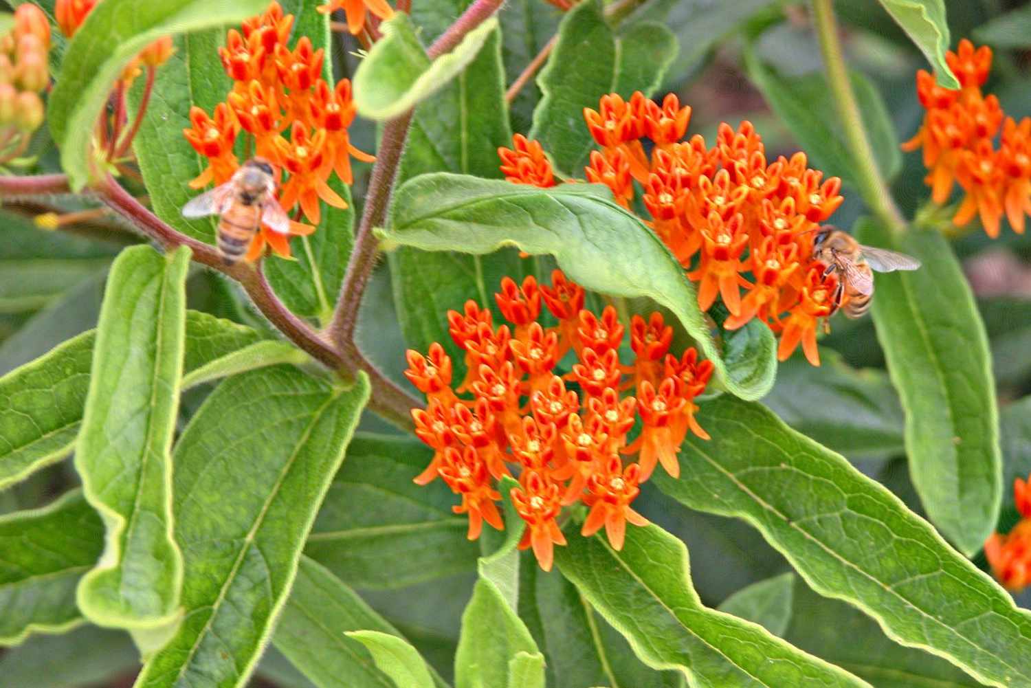 Schmetterlingsflieder (Asclepias tuberosa)
