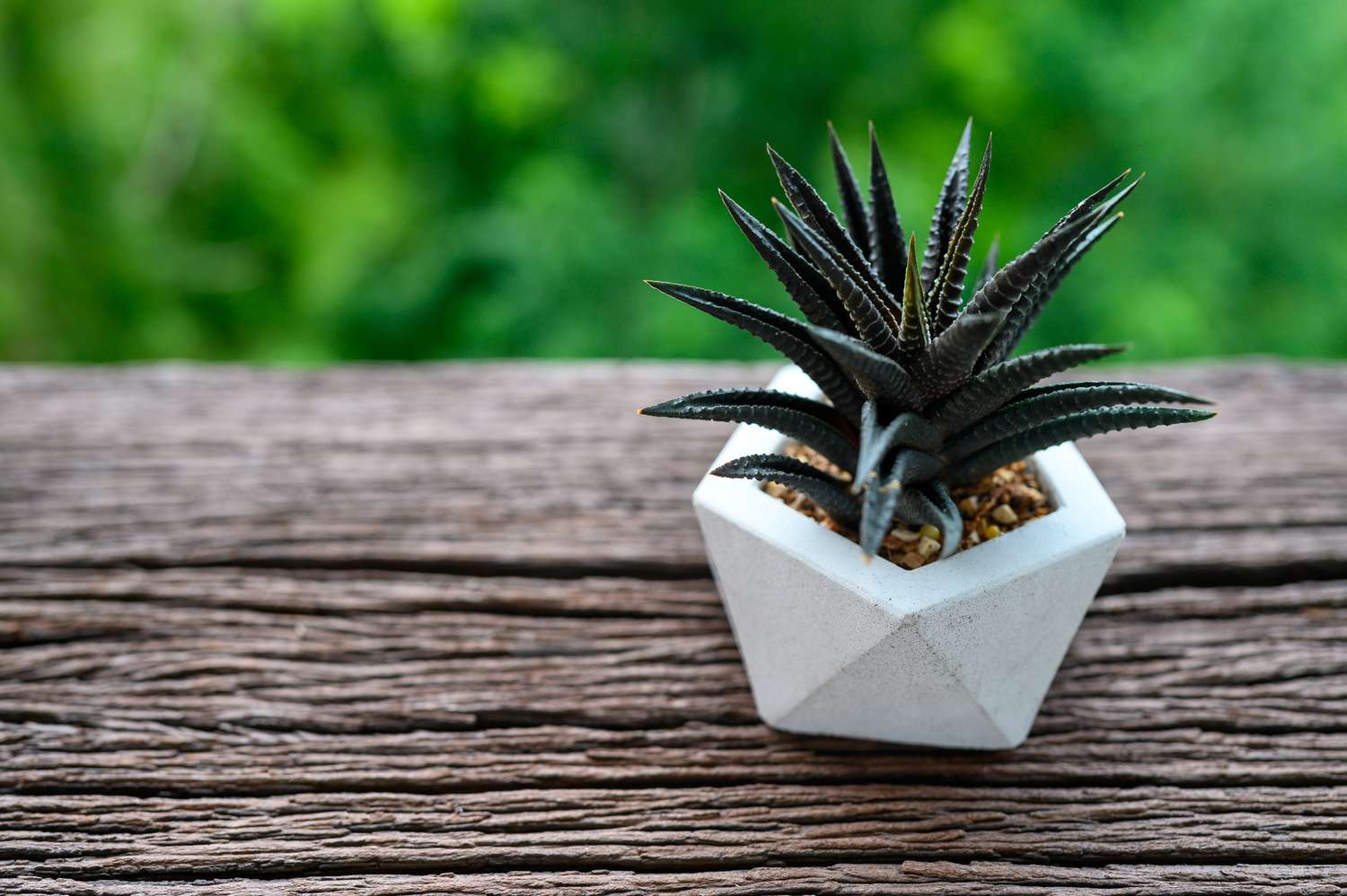 Schwarze Haworthia im weißen Container.