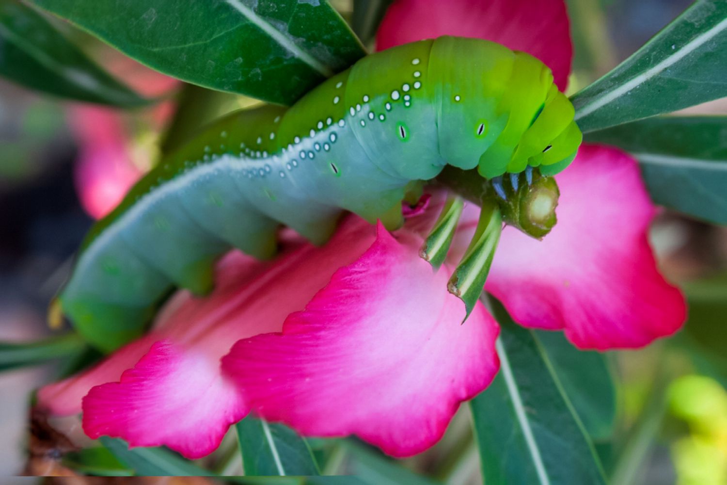 hornworm on azaleas