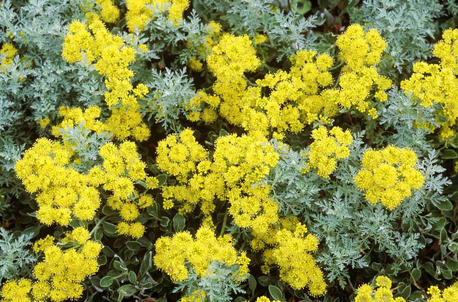 Alforfón silvestre (Eriogonum)