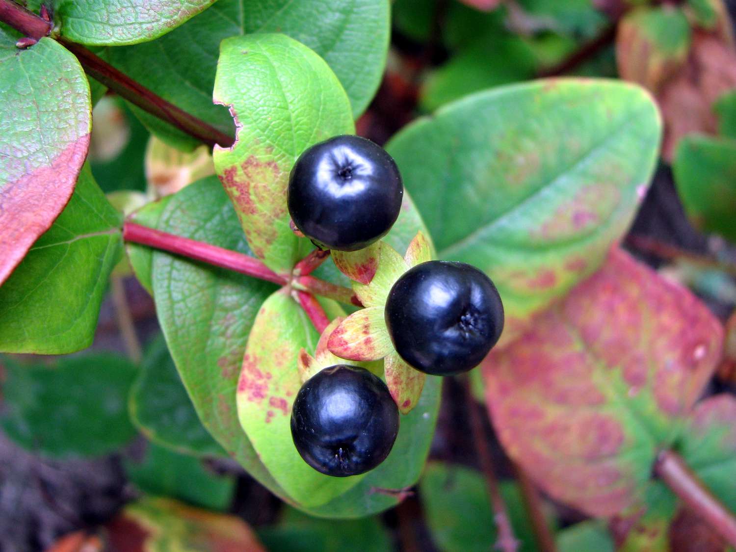 Albury Purpurpflanze Blätter und schwarze Beeren in Großaufnahme