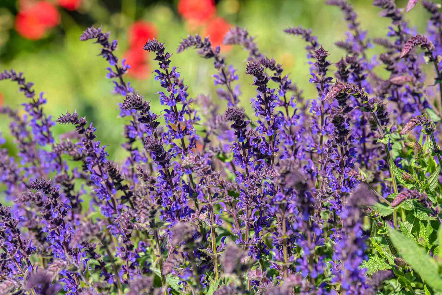 Planta de salvia de los prados con espigas florales de color púrpura intenso a la luz del sol