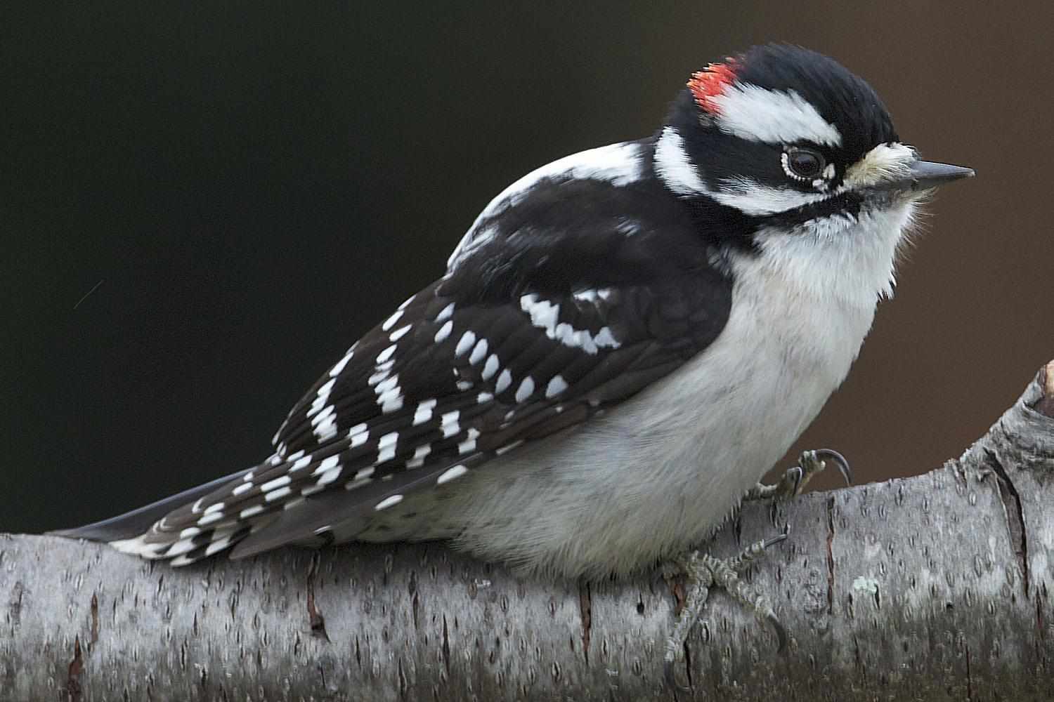 Downy Woodpecker