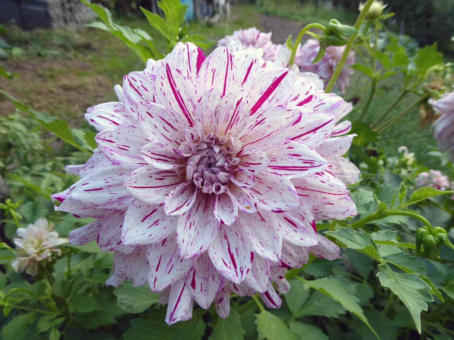 Dahlia 'Hulins Carnival'