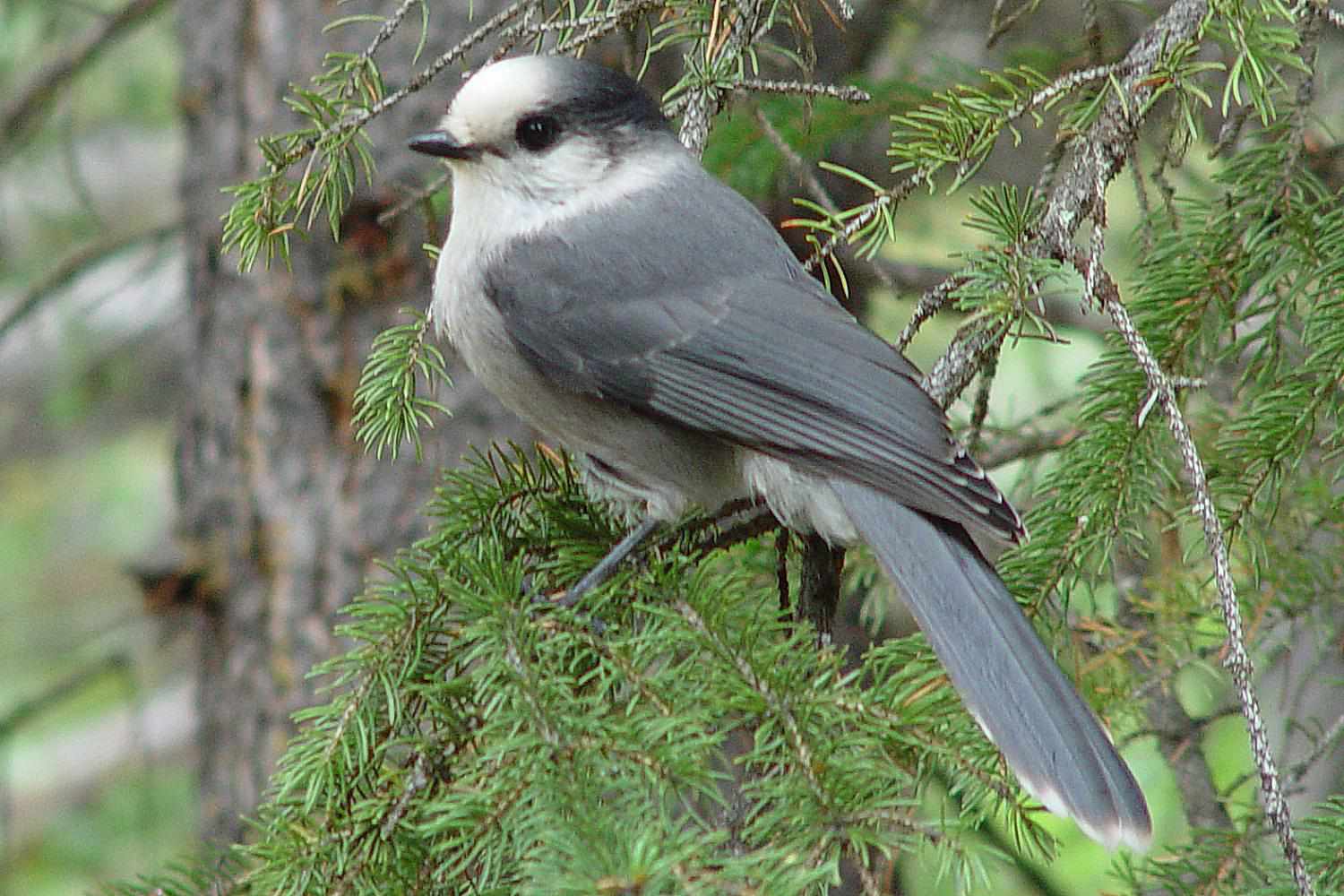 Gray Jay