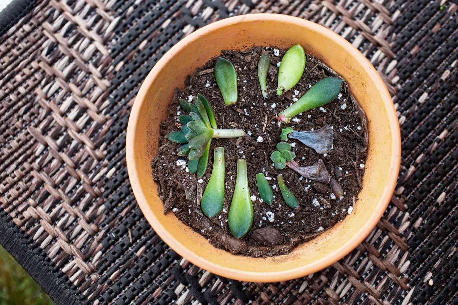 Mexican firecracker succulent leaves and offshoot separated for propagation in round pot 