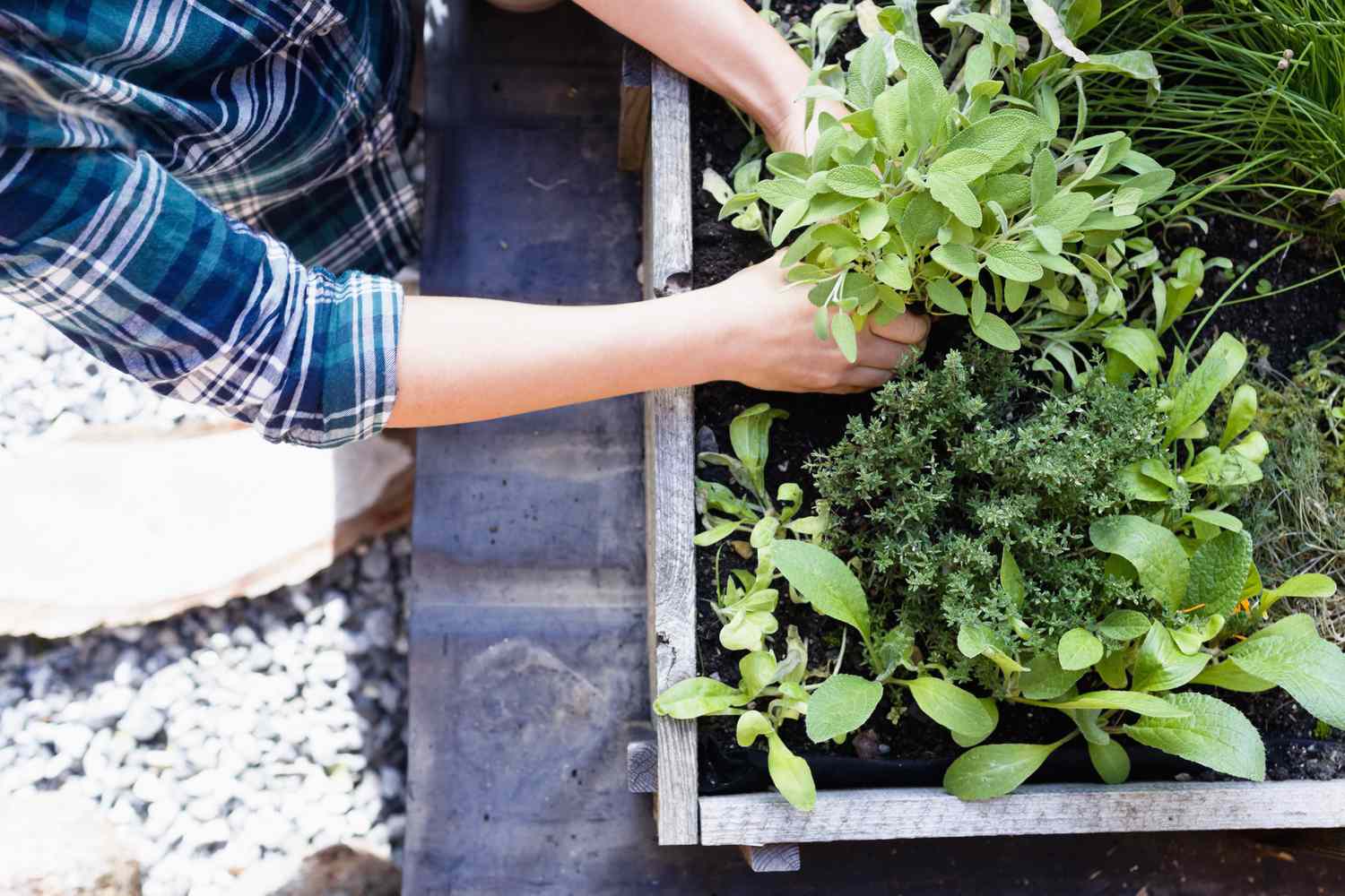 Mulher plantando ervas em um jardim de ervas, ângulo alto