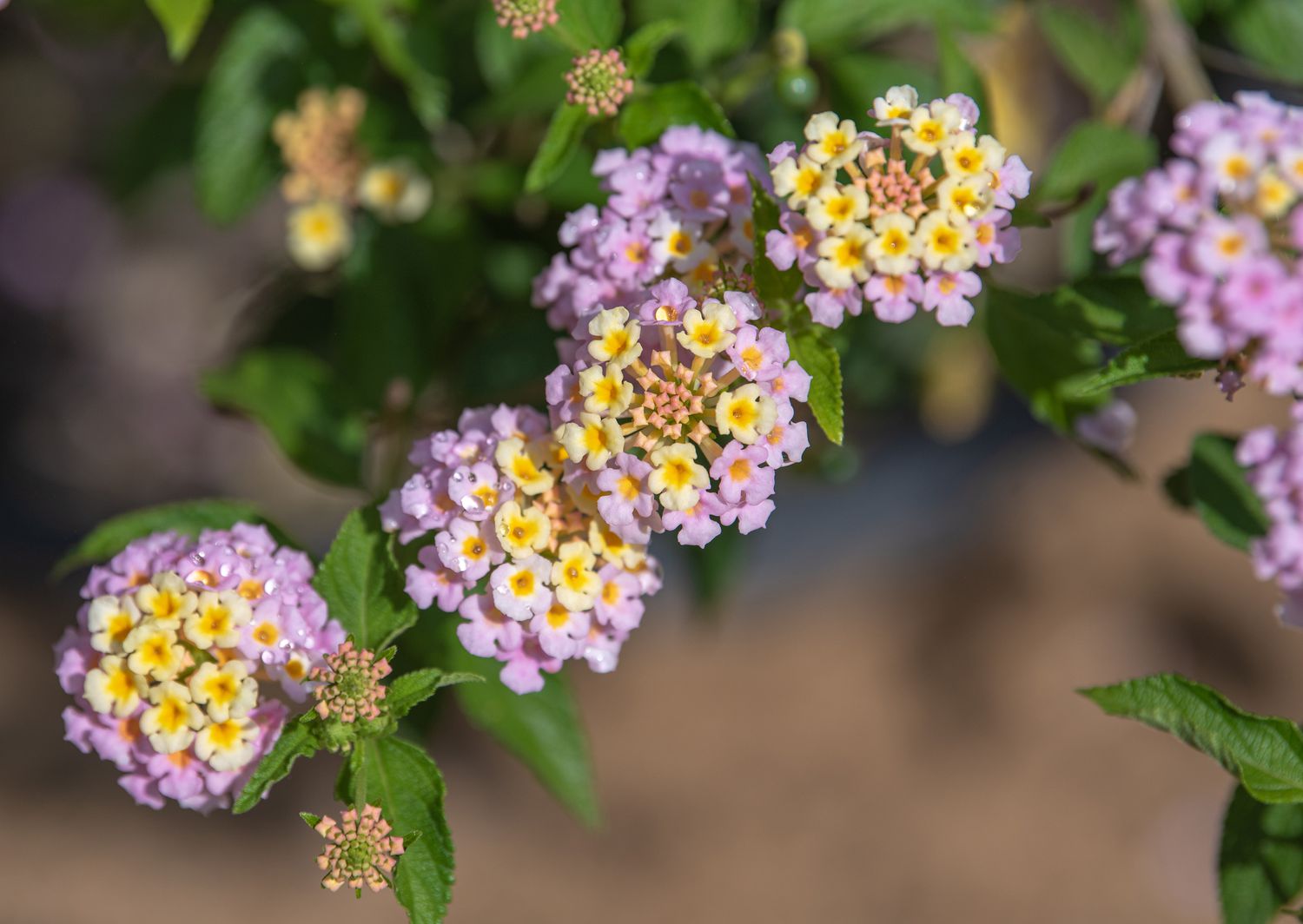 Lantana-Pflanze mit winzigen rosa und gelben Blütenbüscheln 