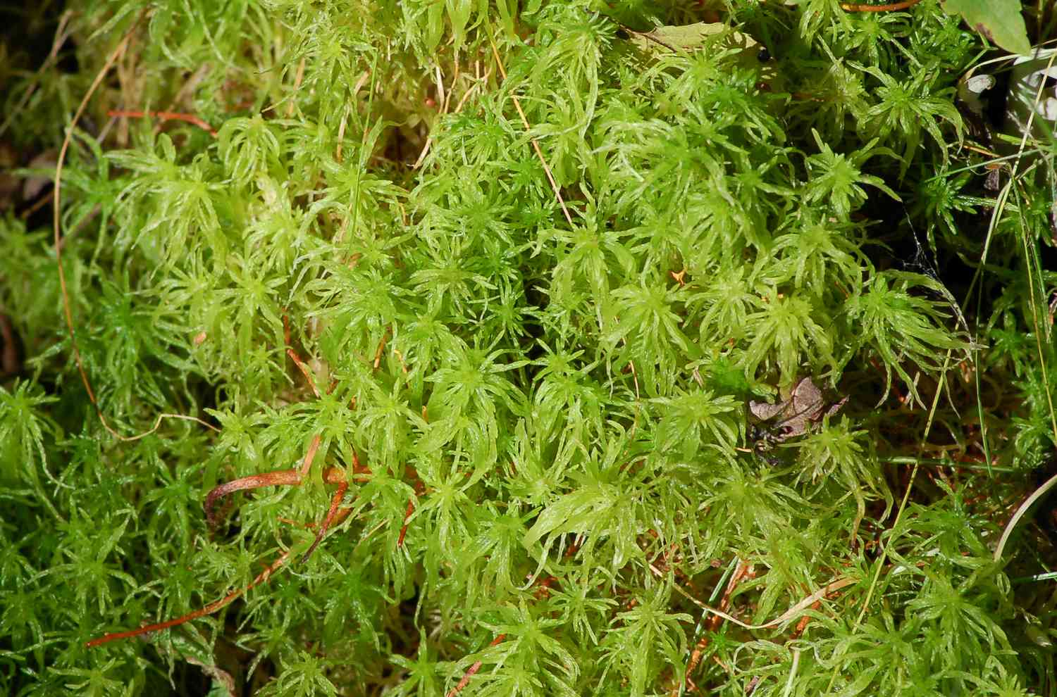 Image of sphagnum moss.