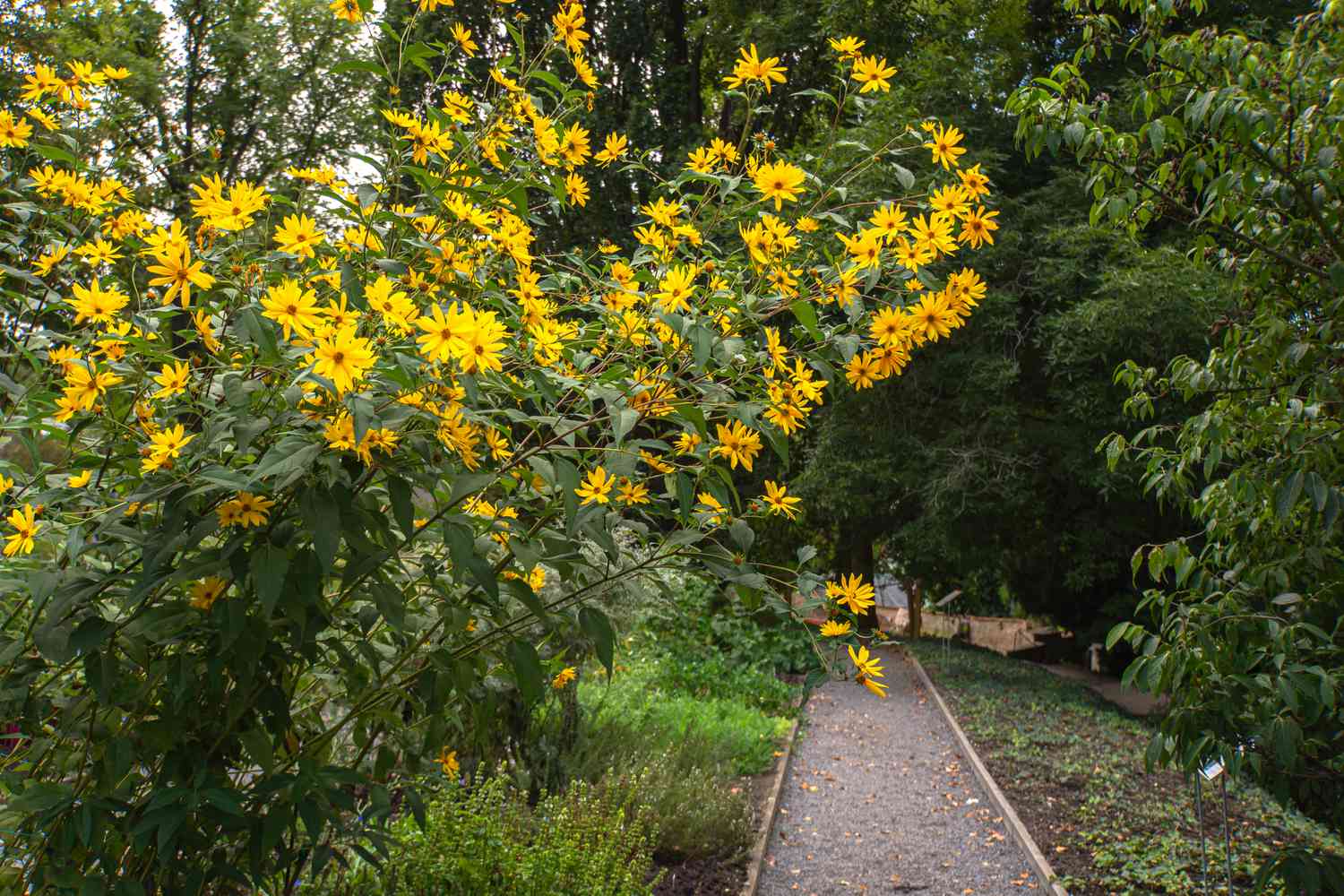 Sägezahnsonnenblumen auf hohen Stängeln, die sich über den Weg wölben, mit gelben Blüten an den Enden