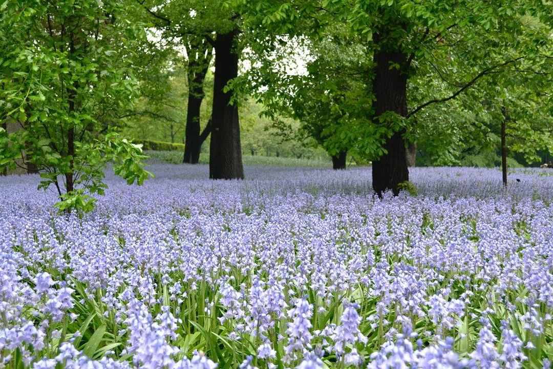 Feld mit Blauglockenblumen