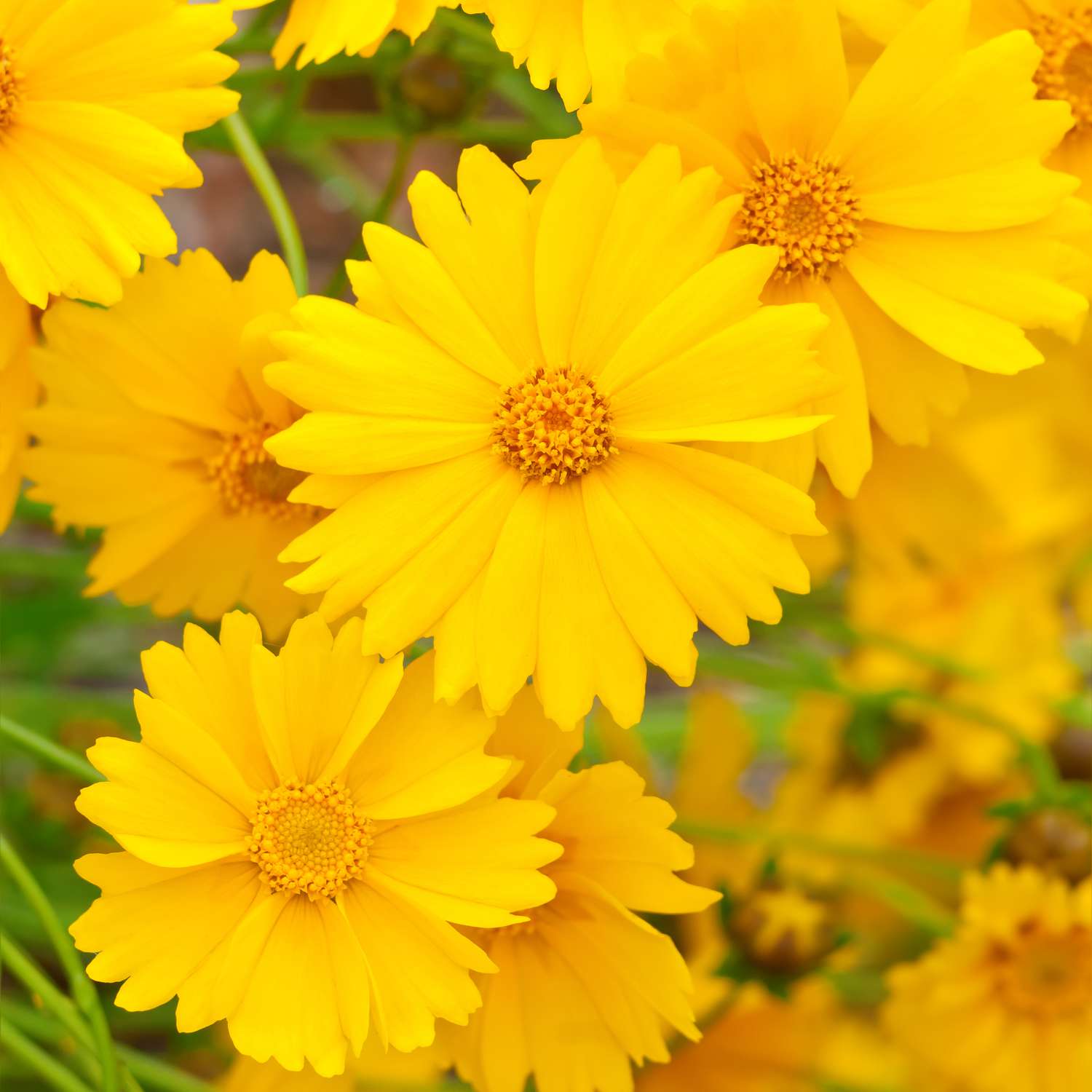 Lanceleaf Coreopsis mit gelben Blütenblättern und Zentren