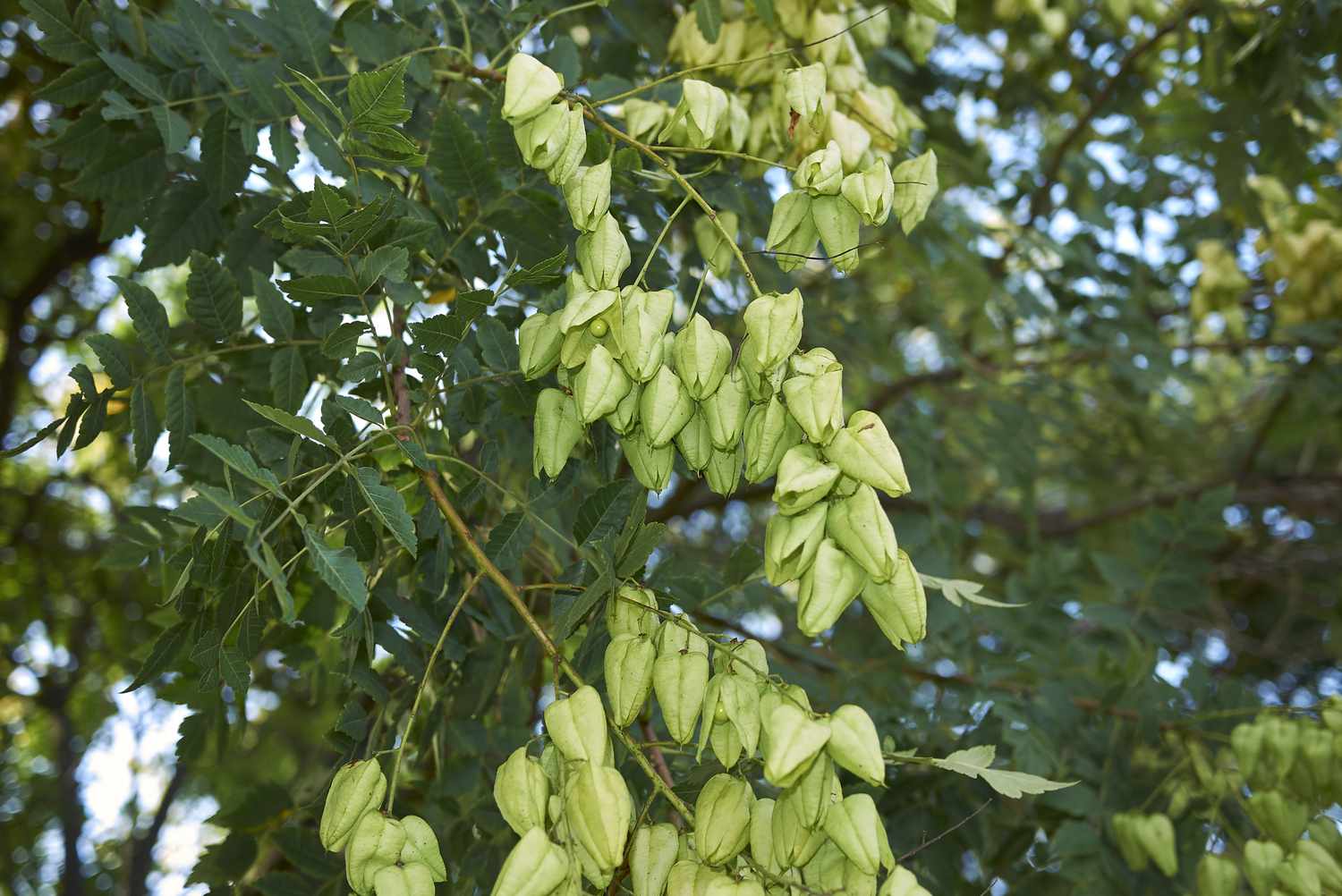 Koelreuteria paniculata