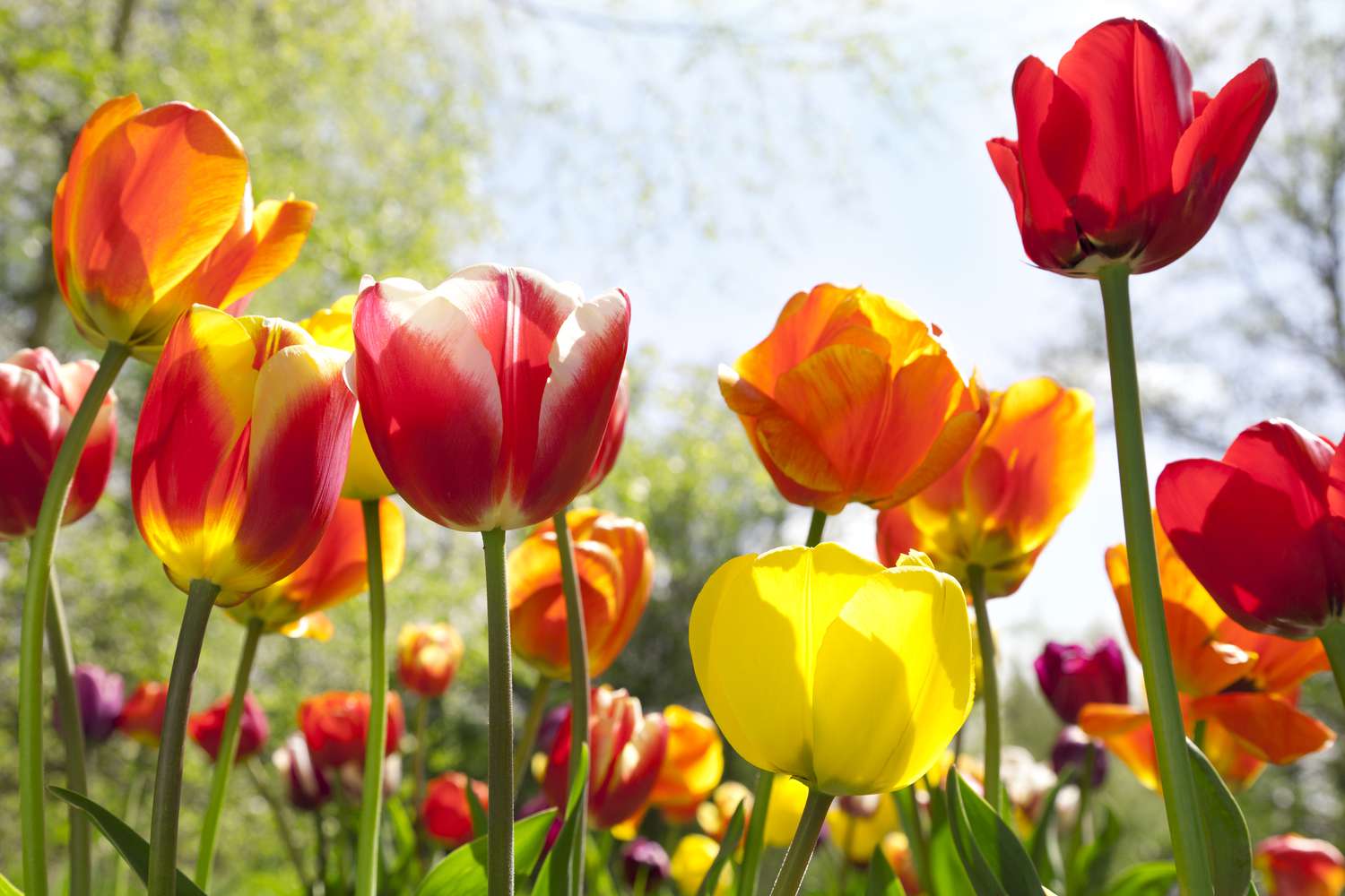 Tulipes dans un jardin