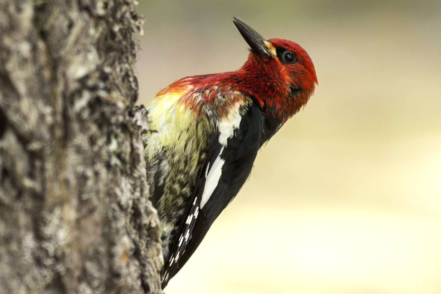 Pica-pau-de-sapucaia-de-peito-vermelho