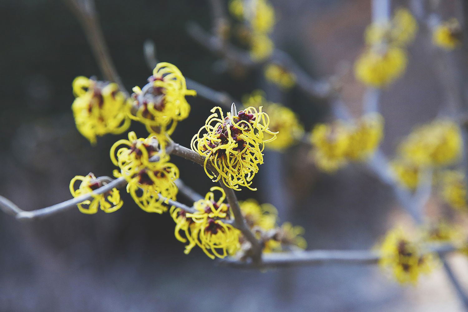 Zaubernuss (Hamamelis virginiana)