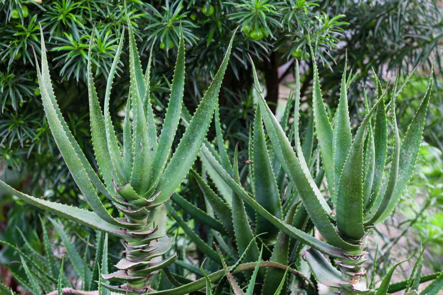 Cómo Cultivar Y Cuidar El Aloe De Krantz Aloe Arborescens Besthome365 5449