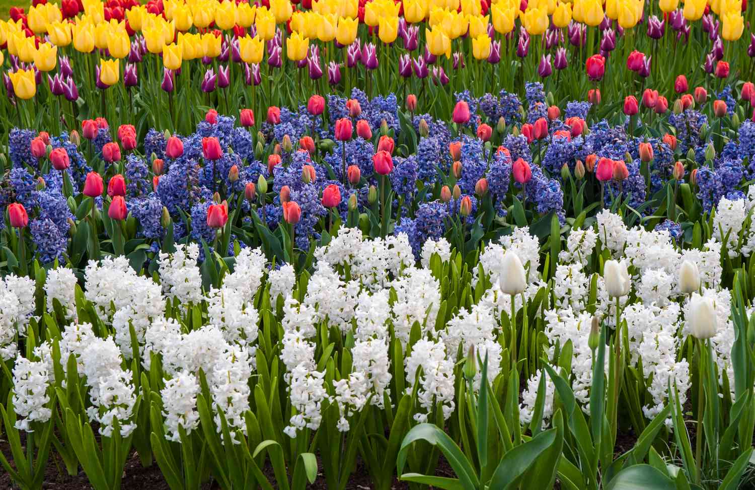 Flores de jacinto branco e roxo ao lado de tulipas rosa e amarelas no jardim