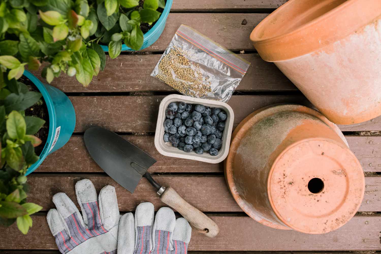 Blaubeeren im Container pflanzen