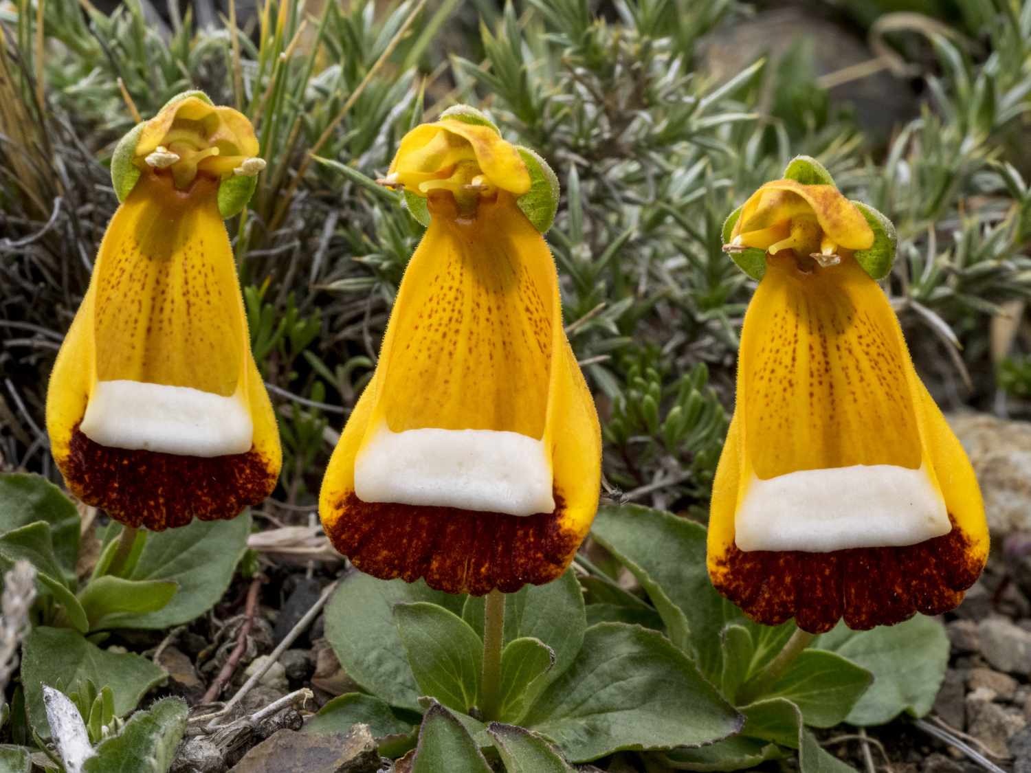 Calceolaria Uniflora Nahaufnahme von drei Blüten