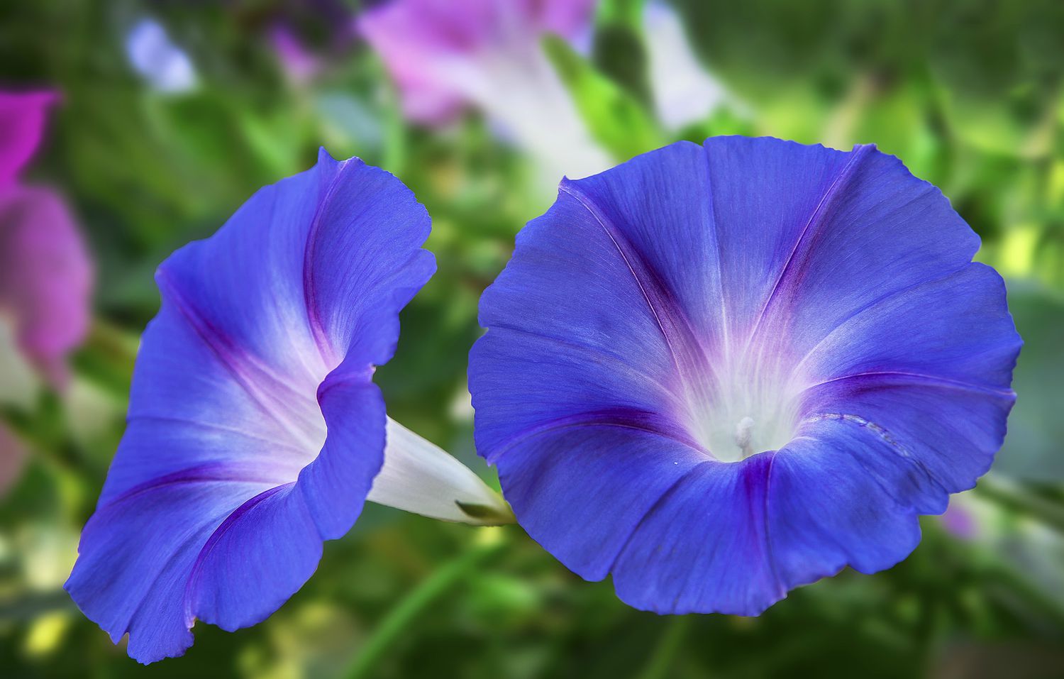 Ein Paar blaue Morgenlilienblüten.