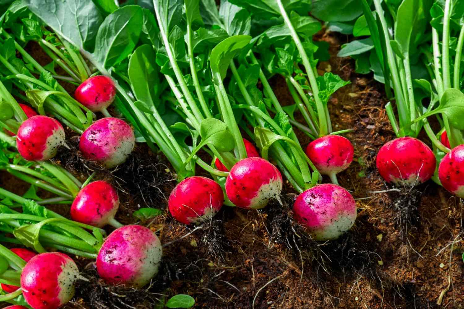 Rabanetes vermelhos e brancos com talos de plantas deitados no chão com raízes expostas