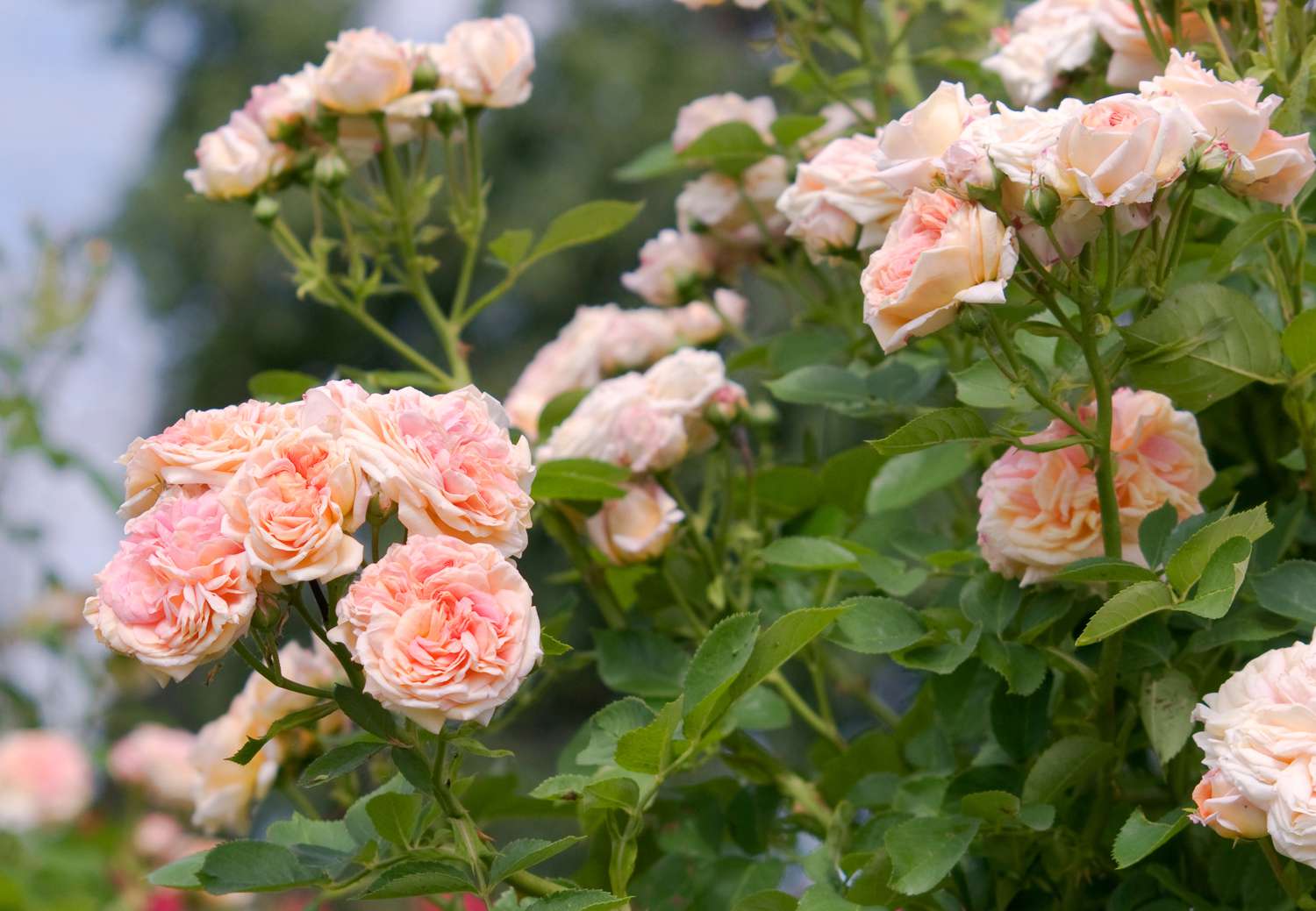 Rosen-Alchymist-Strauch mit kletternden hellrosa Blüten in Nahaufnahme 