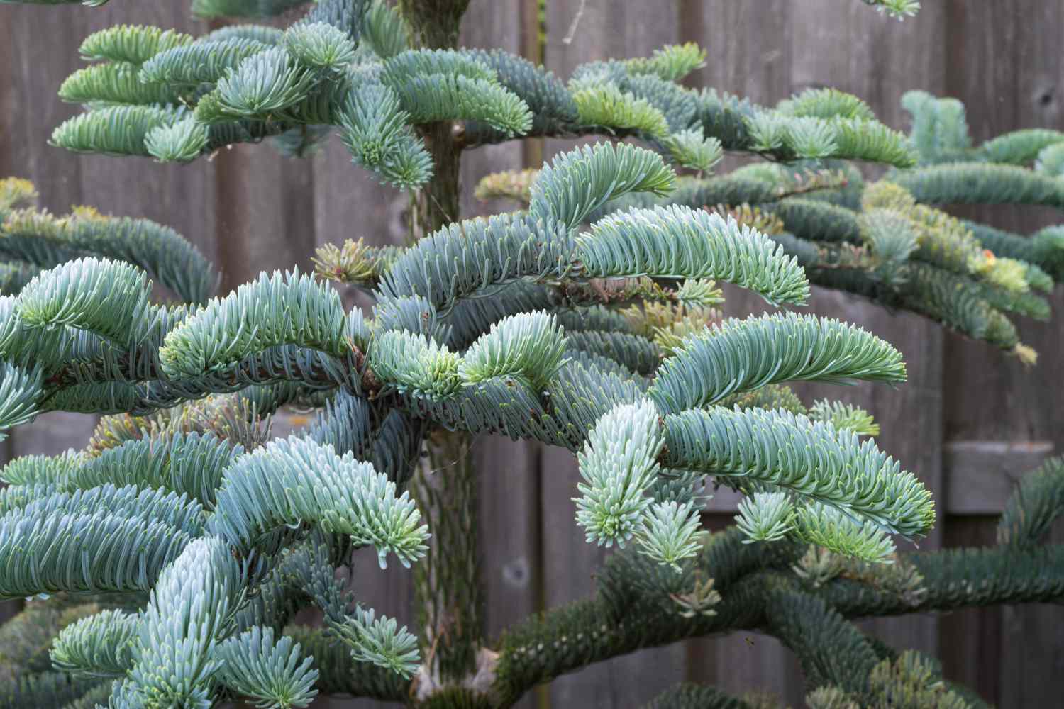 Noble fir branches grow almost horizontal