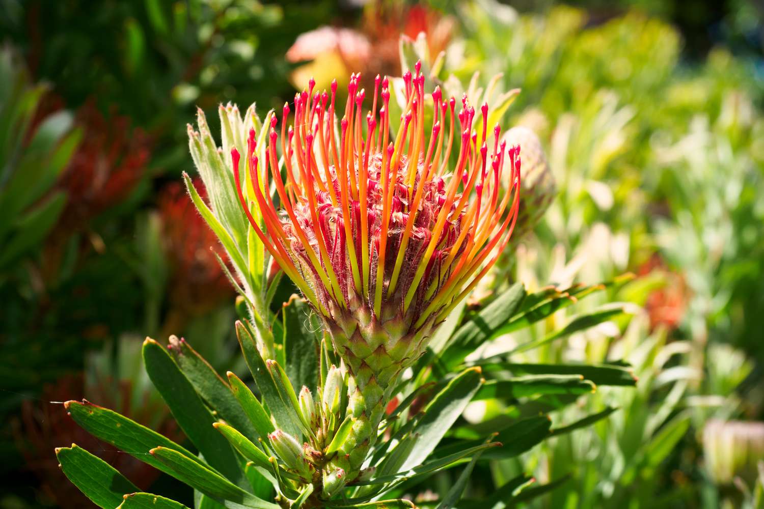 Protea-Pflanze mit orange-roten, kelchförmigen Hüllblättern am Blütenstiel