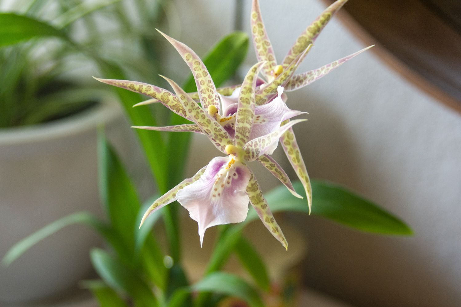 Brassia-Orchidee mit lang gefleckten Kelchblättern in Großaufnahme