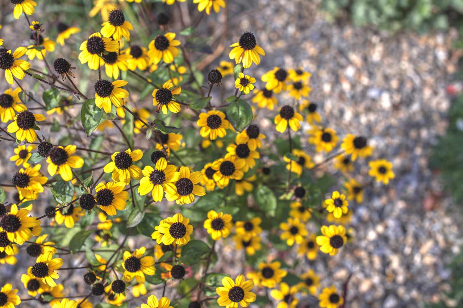 Braunäugige Susan Wildblumenpflanze mit kleinen gelben Blüten mit braunen knopfartigen Zentren auf dünnen Stängeln von oben