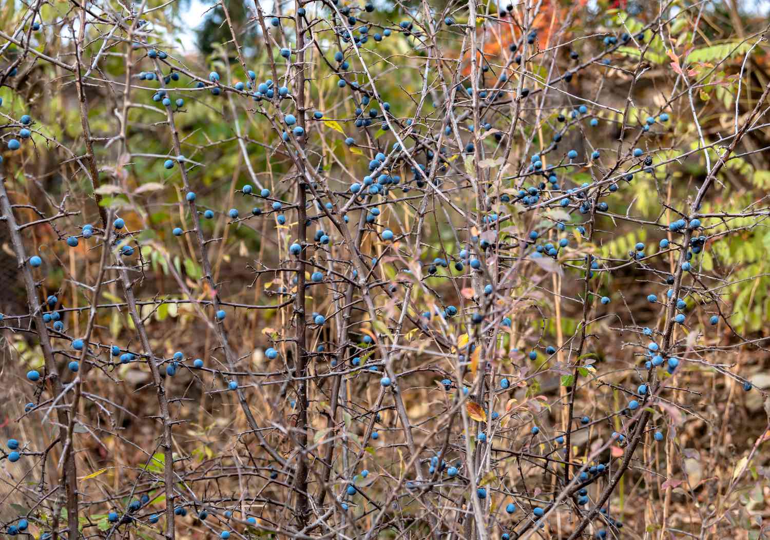 Schlehdornbaum mit kahlen Ästen und leuchtend blauen Beeren