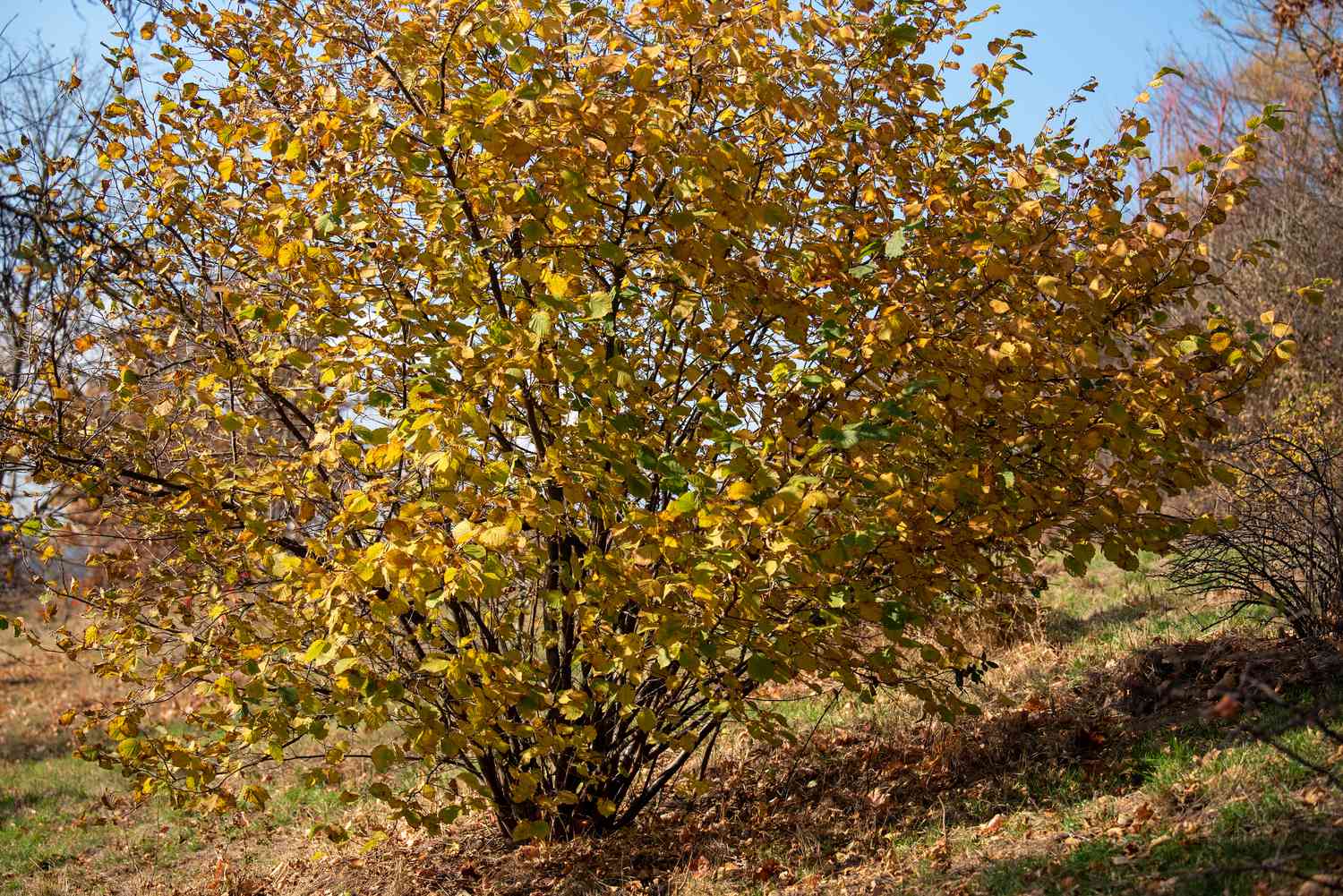 Schnabelhaselnussstrauch mit gelben Blättern an langen Ästen