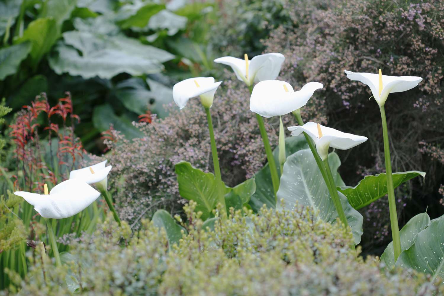 Calla Lilies