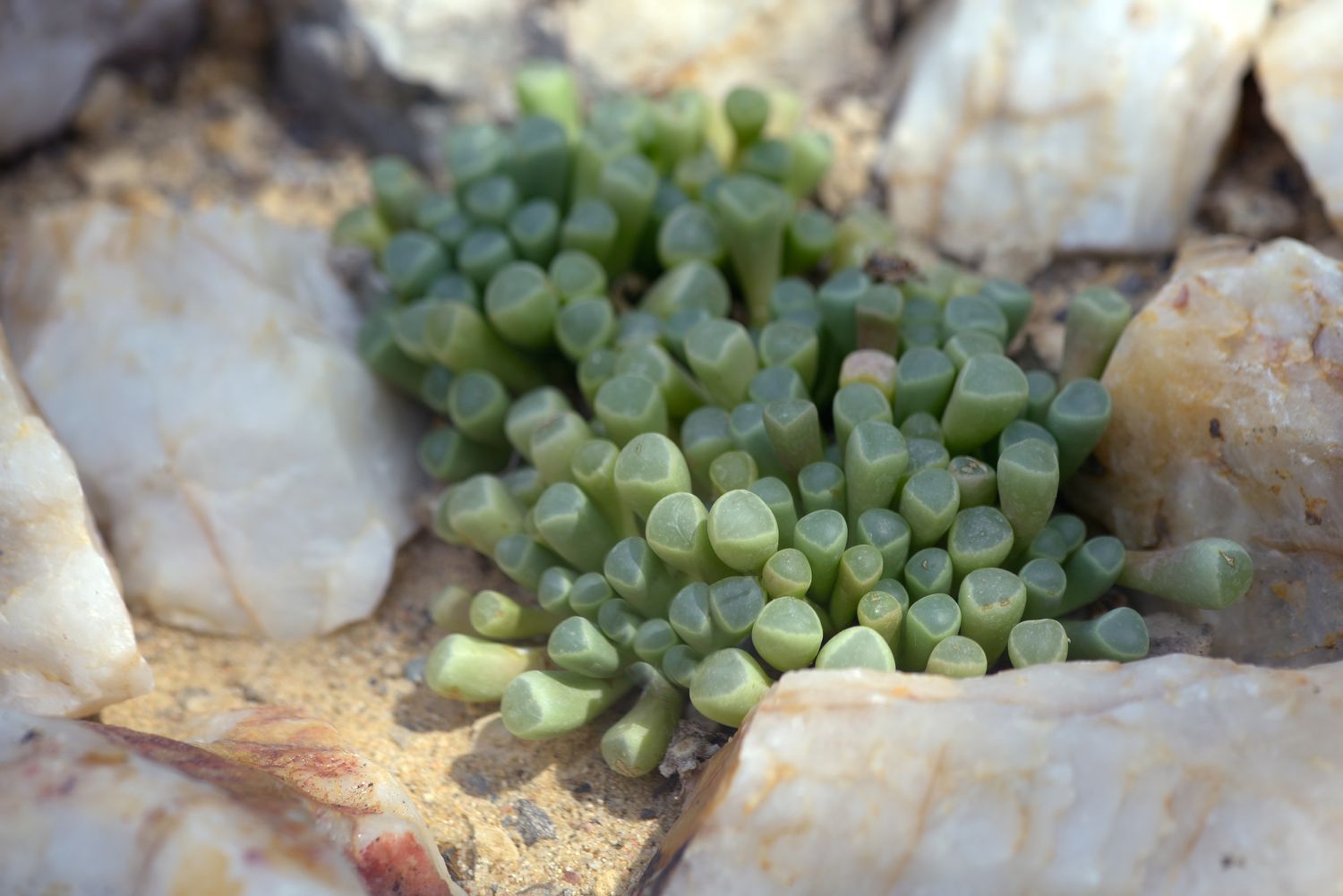 Dedos de bebé suculentos con pequeñas hojas tubulares en forma de mata entre rocas blancas