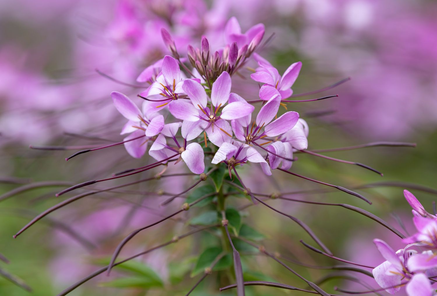 Cleome-Pflanze mit kleinen Blütenbüscheln aus rosa und weißen Blütenblättern, die von langen Staubgefäßen umgeben sind, Nahaufnahme