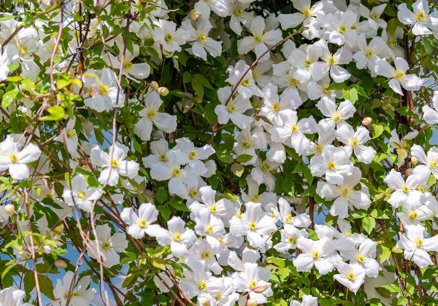 Weiße Clematisblüten an hängenden Ranken