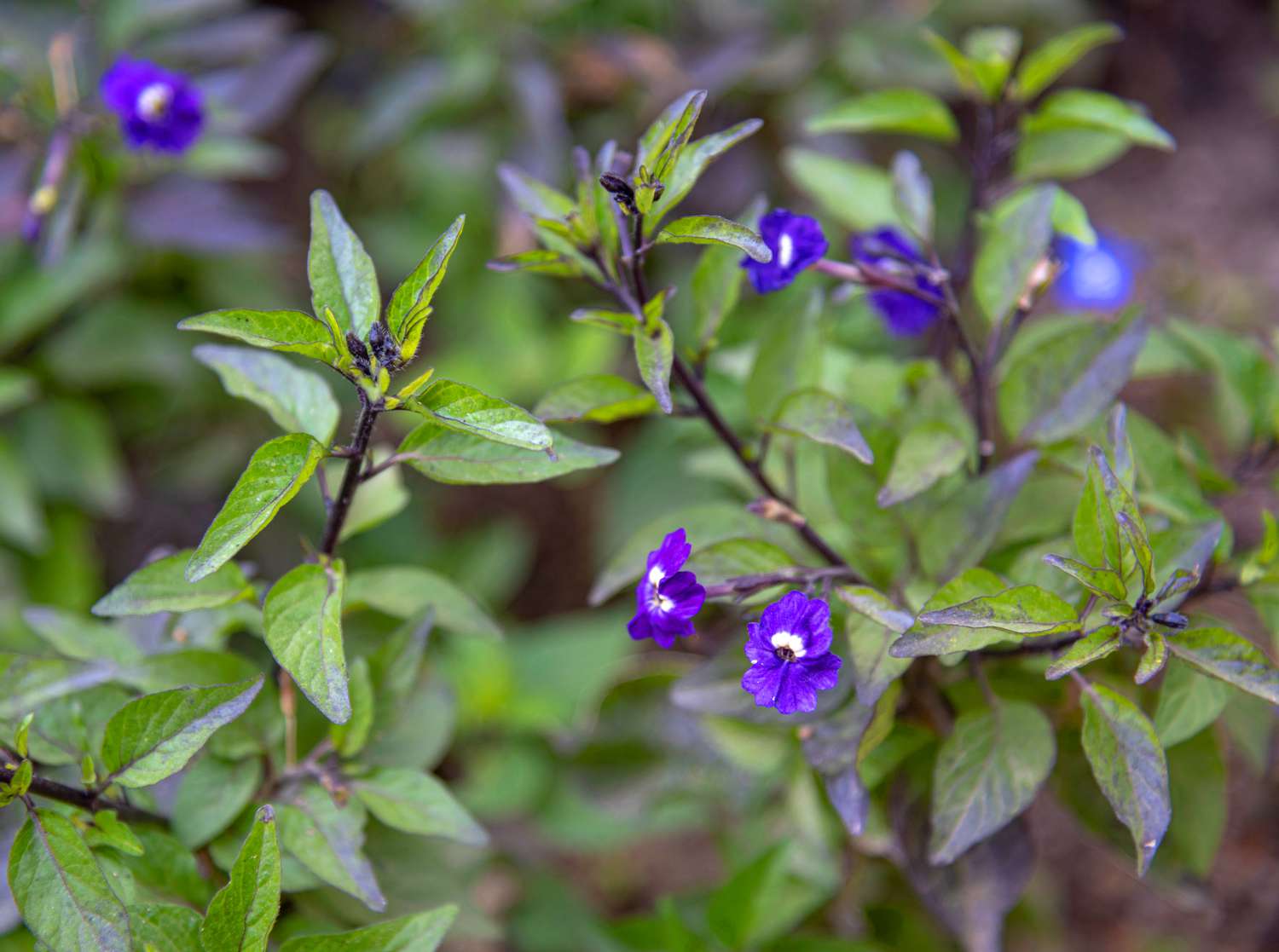Browallia-Pflanze mit kleinen tiefvioletten Blüten auf dunklen Stängeln mit hellgrünen Blättern in Nahaufnahme