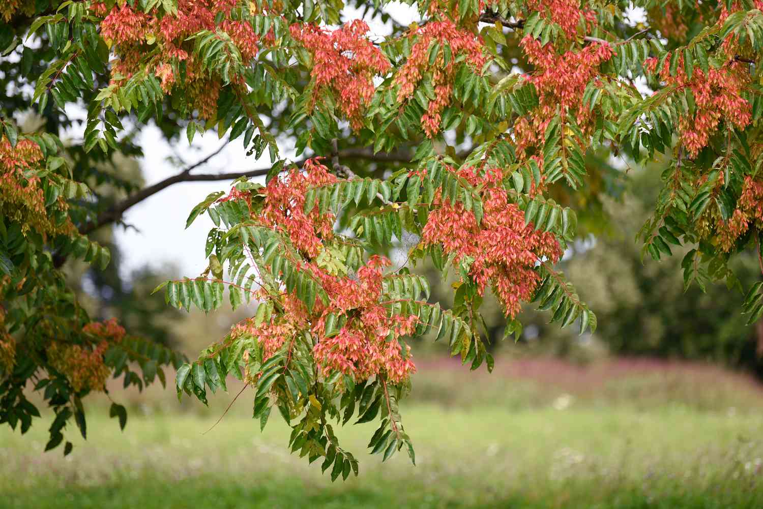 Arbre du ciel avec des gousses de graines rougeâtres suspendues aux branches