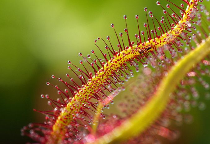 Extreme close up of sundew plant with red tipped filaments visible.