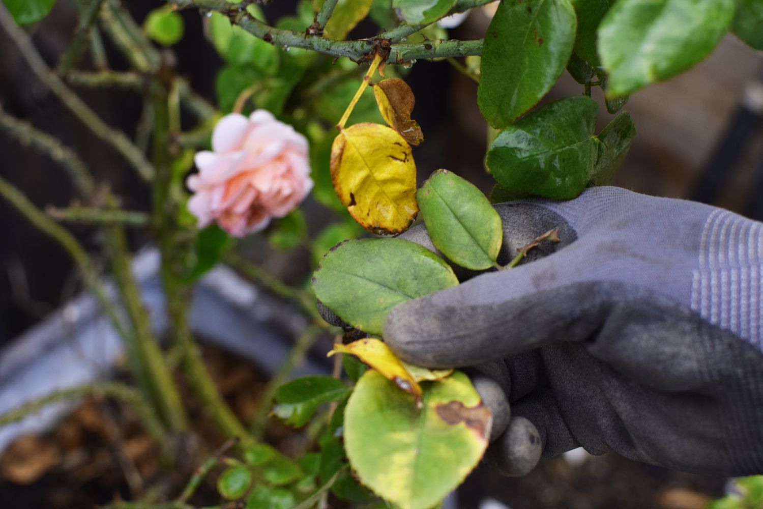 Schwarze Flecken auf Rosenstrauchblättern