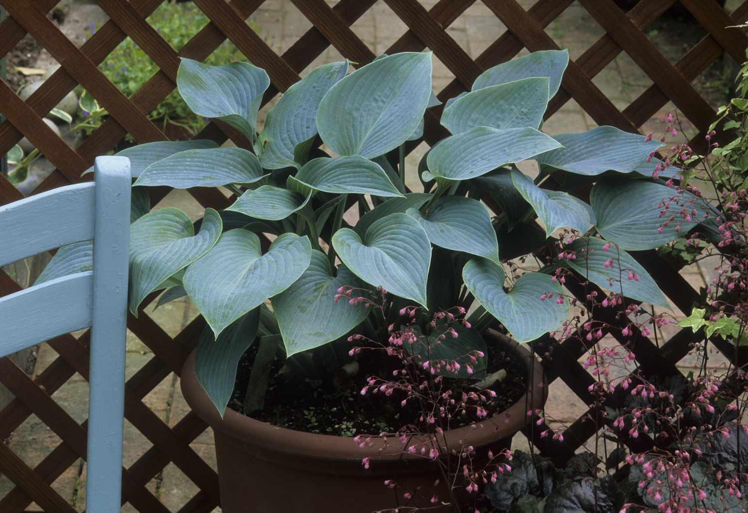 Hosta en una maceta en un balcón. 