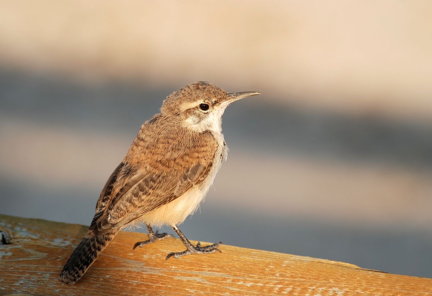 Canyon Wren (Catherpes mexicanus)