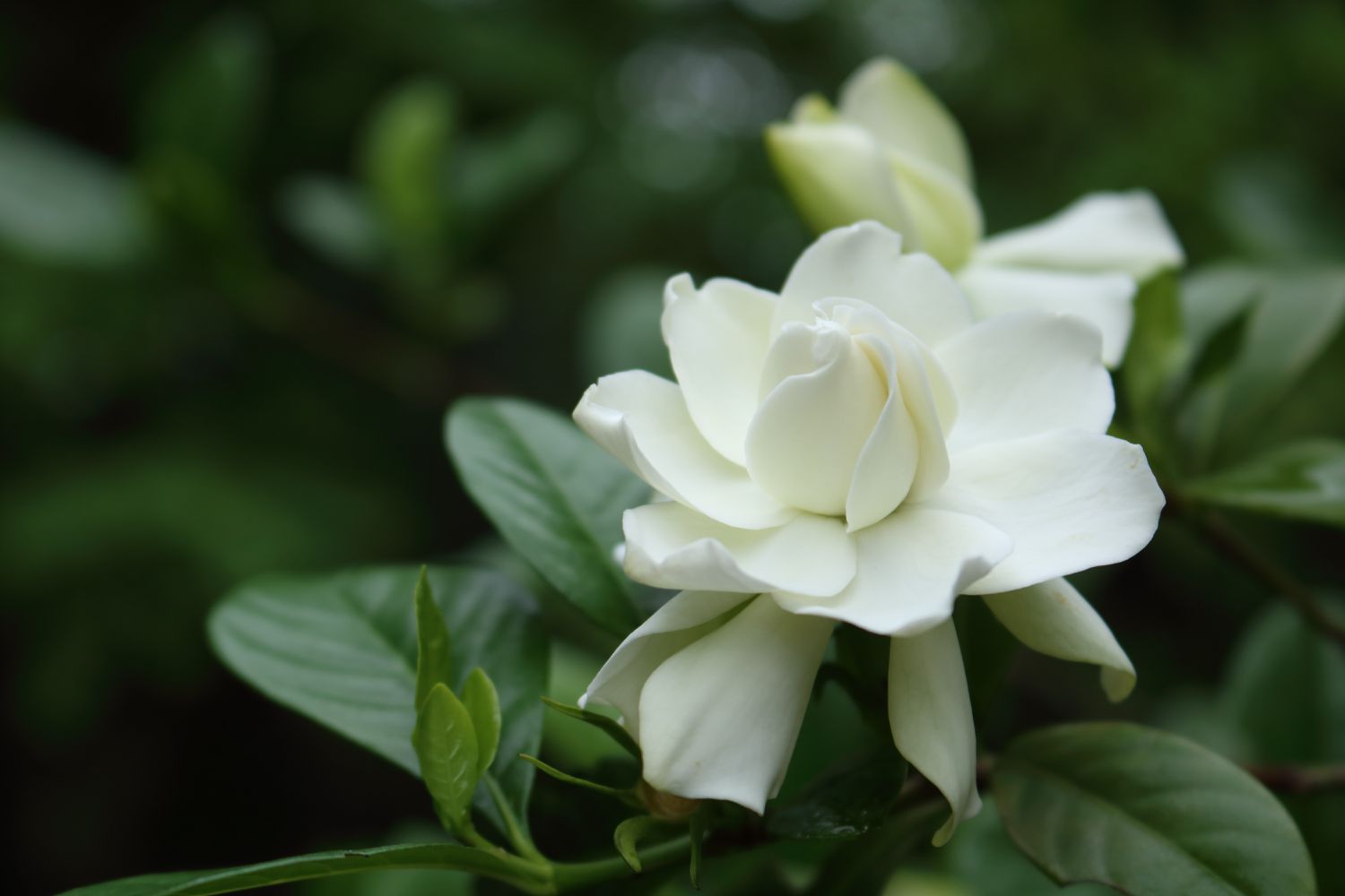 Gardenienpflanze in Blüte.