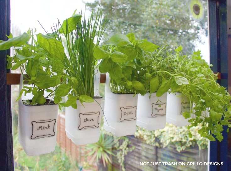 Hanging milk jug herb garden